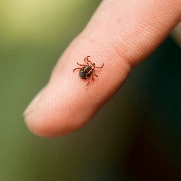 A close-up image of a brown tick on the tip of a person&rsquo;s index finger, highlighting the small size and detail of the insect against a blurred green background.