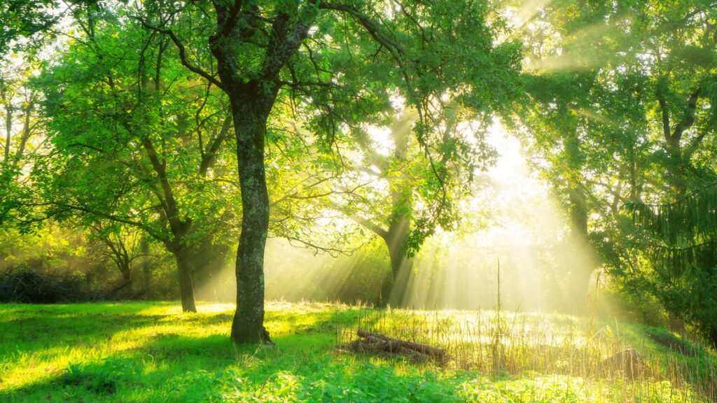 Sunlight in reflecting in the woods