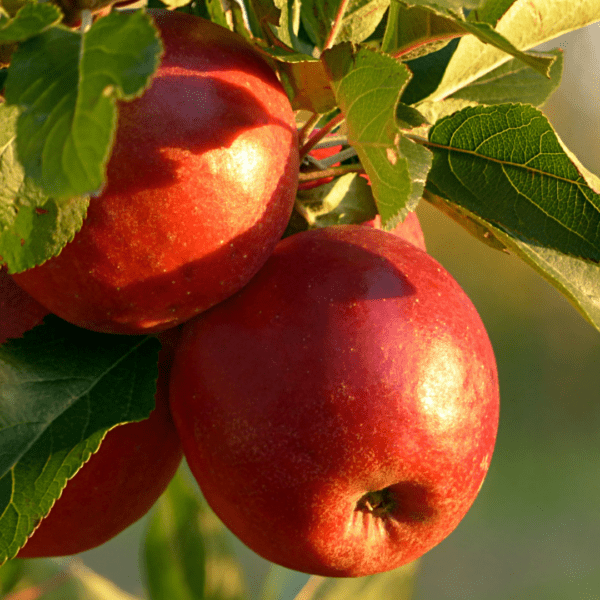 Two red apples on a tree