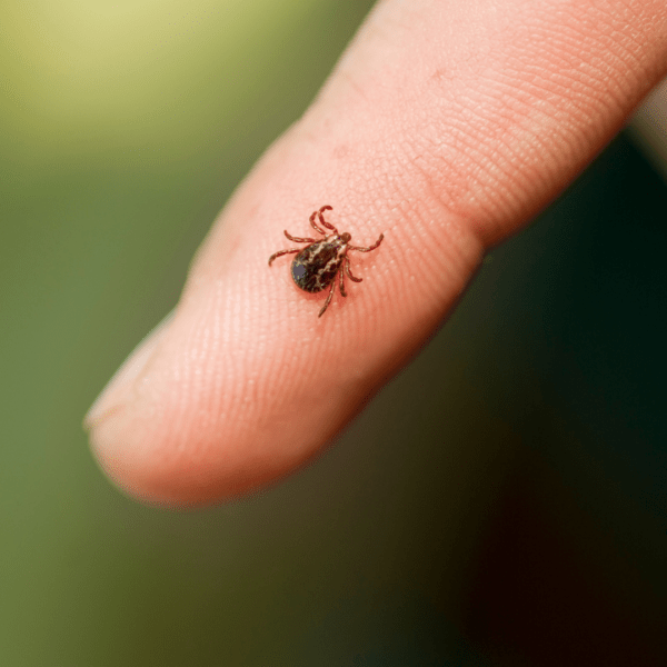 A close-up image of a brown tick on the tip of a person’s index finger, highlighting the small size and detail of the insect against a blurred green background.