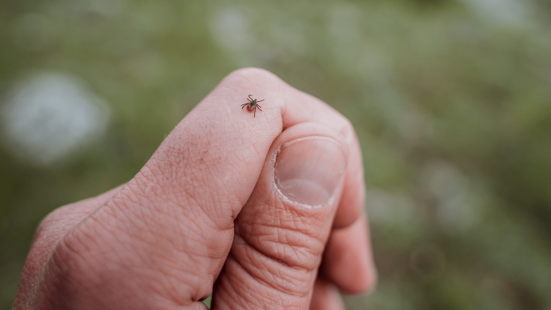 Lyme[1]