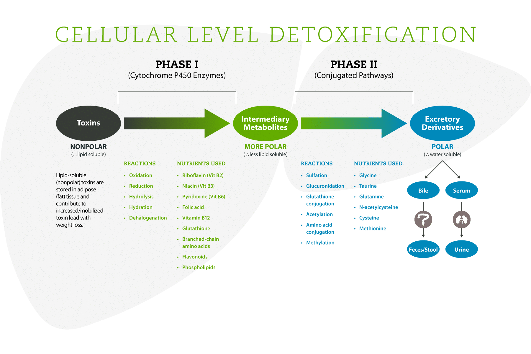 Detox-Process-Phase-1-and-2