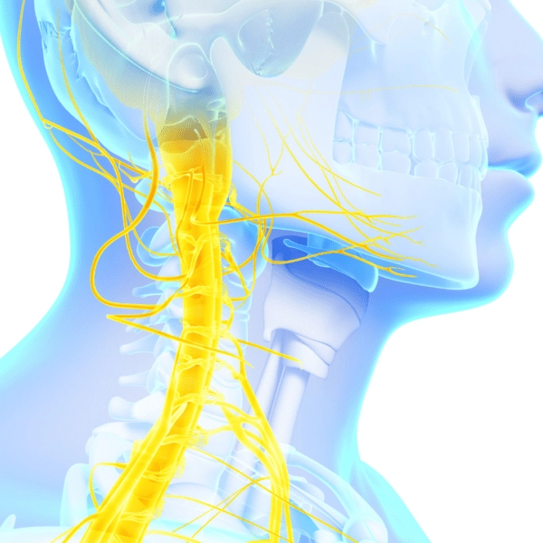 Colorful anatomical rendering of the vagus nerve and surrounding cranial nerves in the neck and jaw area.