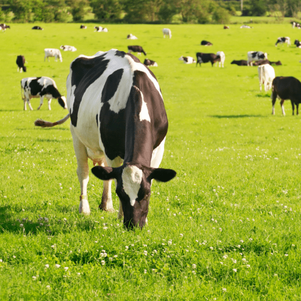 Cow Grazing on Pasture