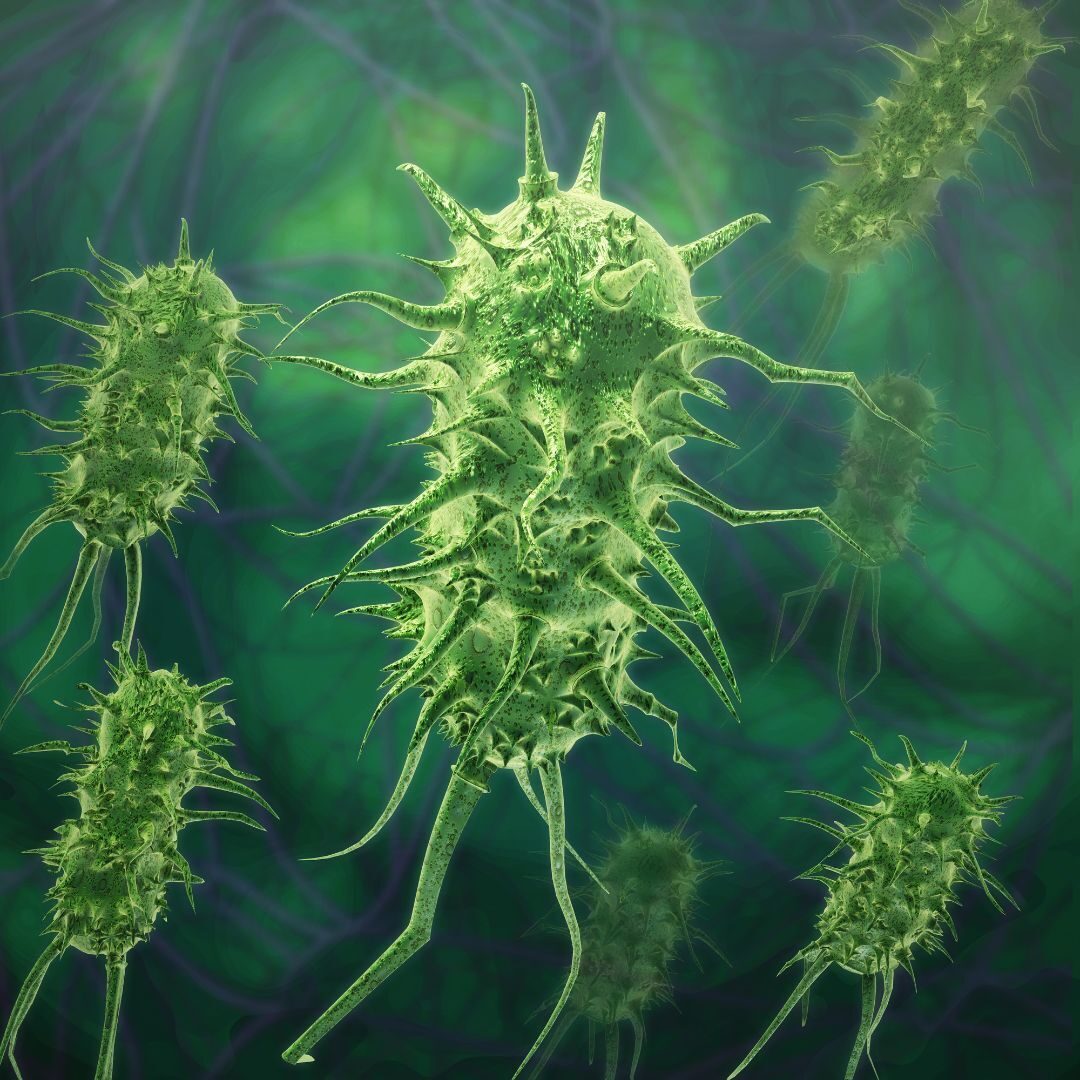 Bacteria