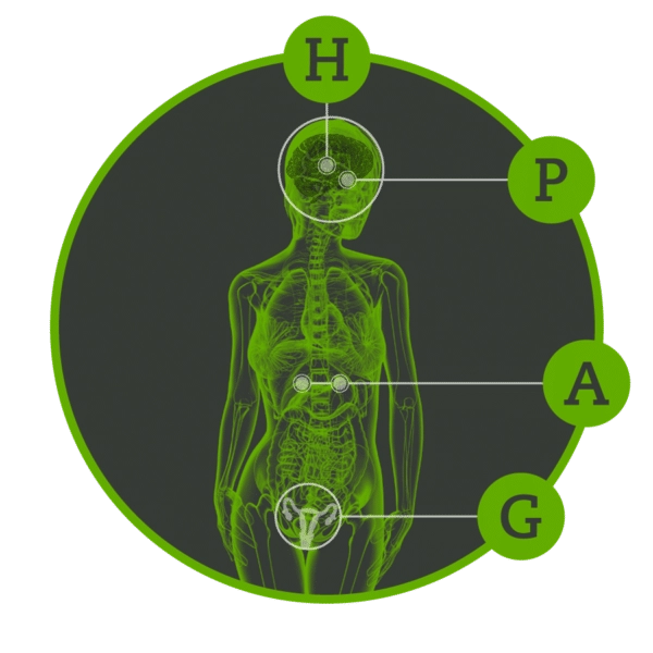 Figure 1: HPAG Axis
