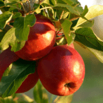 A close-up of ripe red apples hanging from a tree branch, bathed in sunlight, with green leaves surrounding the fruit.