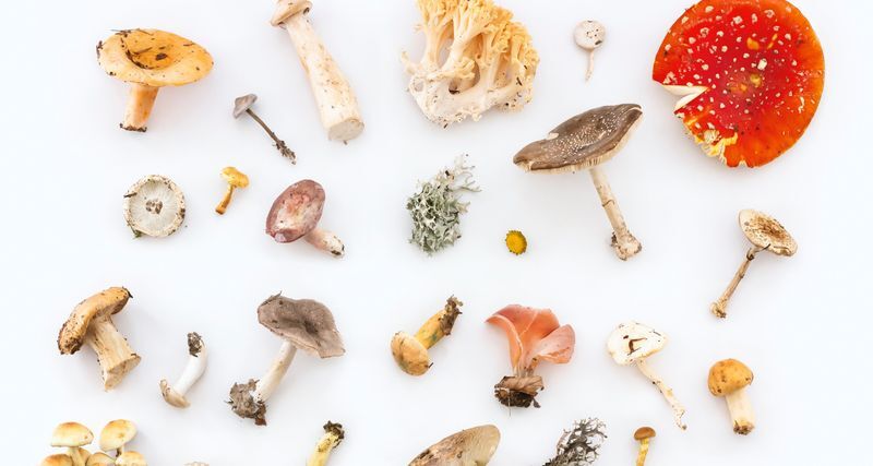 Wild mushrooms on a white background