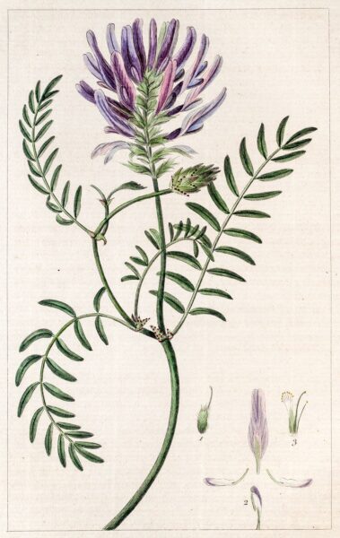 Astragalus