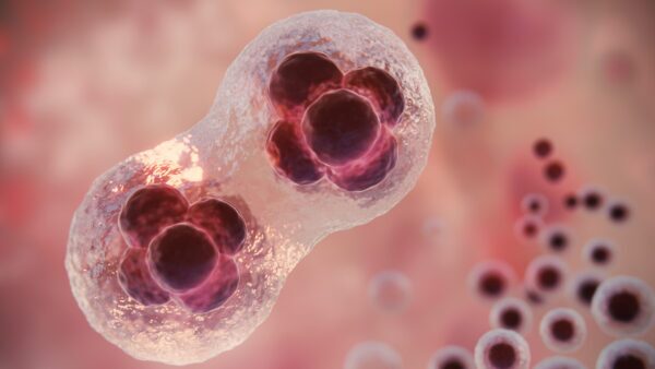 mitochondria fusion