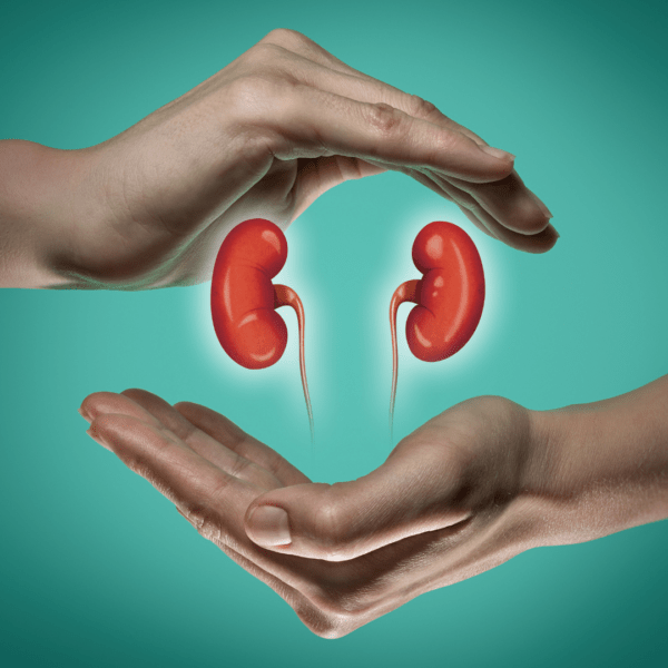 Two hands gently cupping and protecting an illustrated pair of human kidneys on a teal background, symbolizing kidney health and protection.