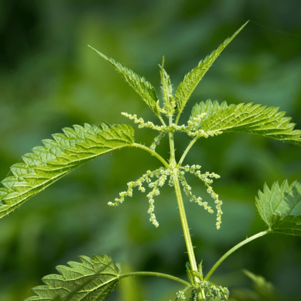 A close-up of a stinging nettle plant with bright green leaves and small budding flowers, illustrating its medicinal properties.