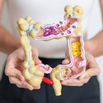 a detailed anatomical model of the human digestive system, showing the intestines, stomach, and digestive tract with different internal structures.