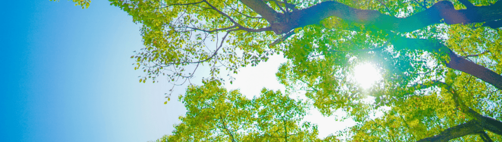 Looking up at tall trees with lush green leaves against a clear blue sky, sunlight shining through the branches.