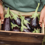 pile of eggplant being carried in a wooden box