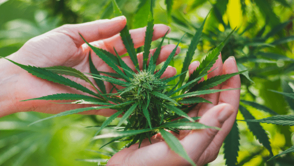CBD & THC Growing Your Own Garden