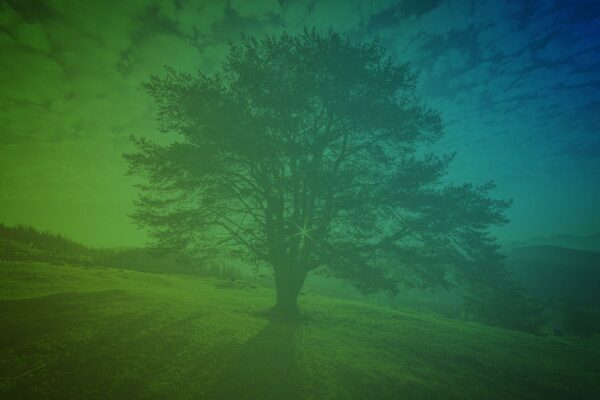 magictree-bluegreen