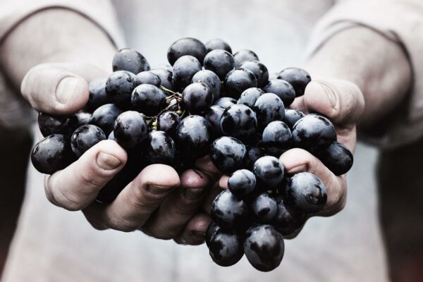 grapes-in-hand-sepia