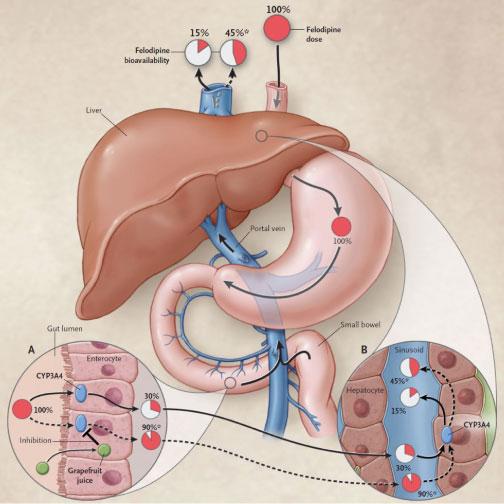 Detox-Process-Liver-And-Intestines
