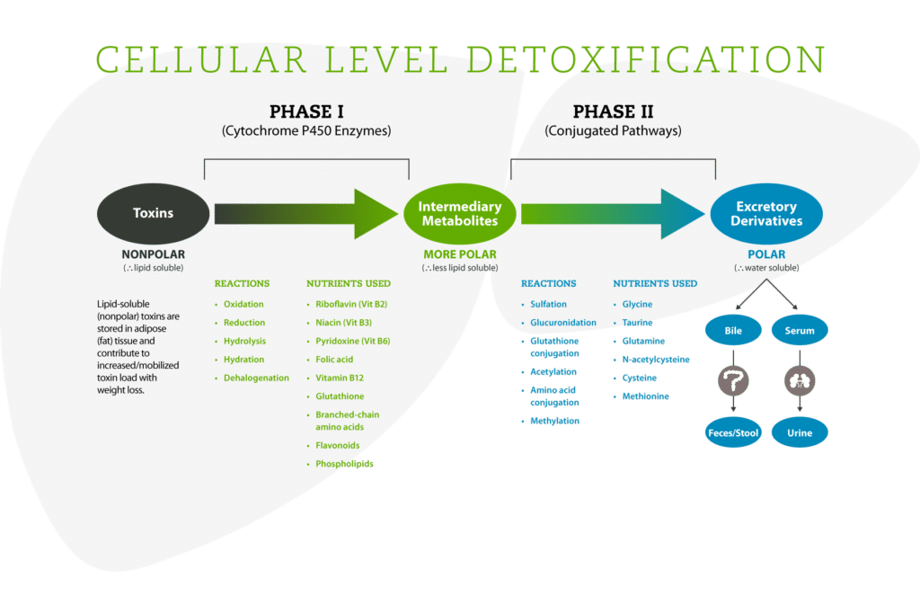 Liver Detoxification Process Functional Medicine Doctor Explains