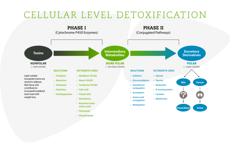 Liver Detoxification Process Functional Medicine Doctor Explains