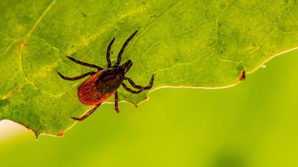 A red and black tick on a green leaf