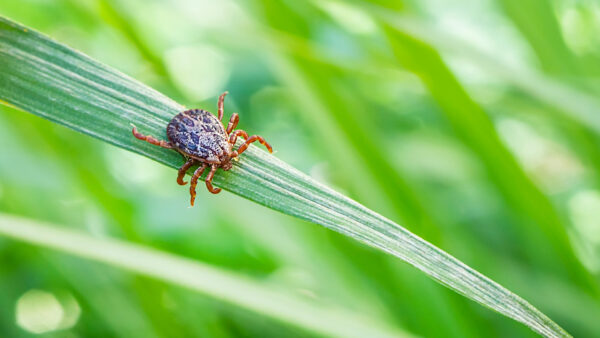Understanding Lyme Disease: The Burden, Diagnosis, and Controversy