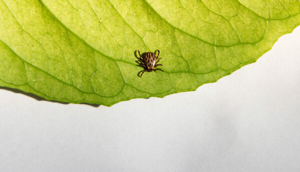 Chronic-Lyme-Disease-Treatment-Options-and-Considerations2 Chronic Lyme Disease Treatment Options and Considerations