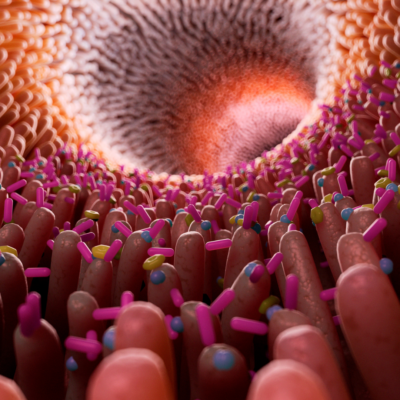 gut microbiome