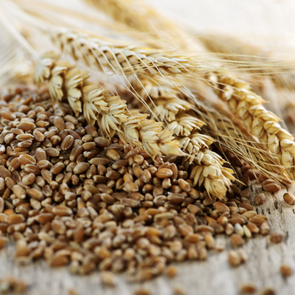 Wheat stalks and grains spread out on a wooden surface.