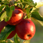 A close-up of ripe red apples hanging from a tree branch, bathed in sunlight, with green leaves surrounding the fruit.