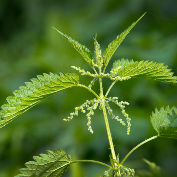 A close-up of a stinging nettle plant with bright green leaves and small budding flowers, illustrating its medicinal properties.