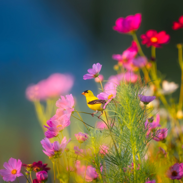 spring flower beaming sunlight