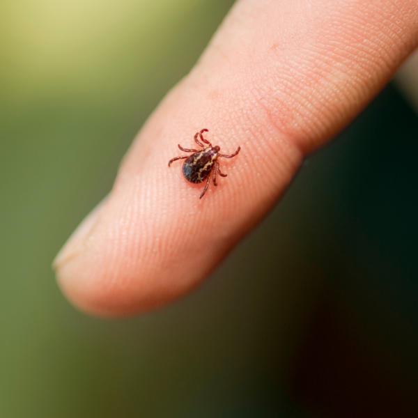 A close-up image of a brown tick on the tip of a person’s index finger, highlighting the small size and detail of the insect against a blurred green background.