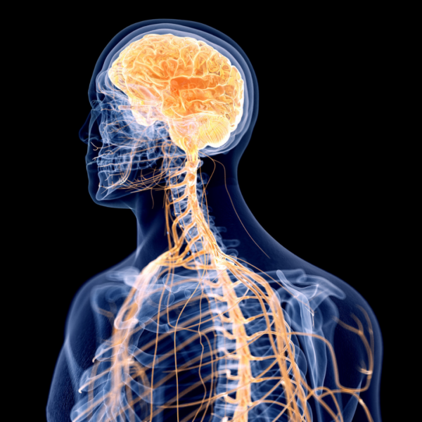 3D medical illustration of the human nervous system highlighting the brain and spinal cord in orange.