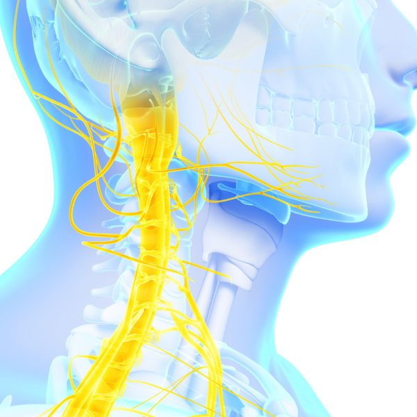 Colorful anatomical rendering of the vagus nerve and surrounding cranial nerves in the neck and jaw area.