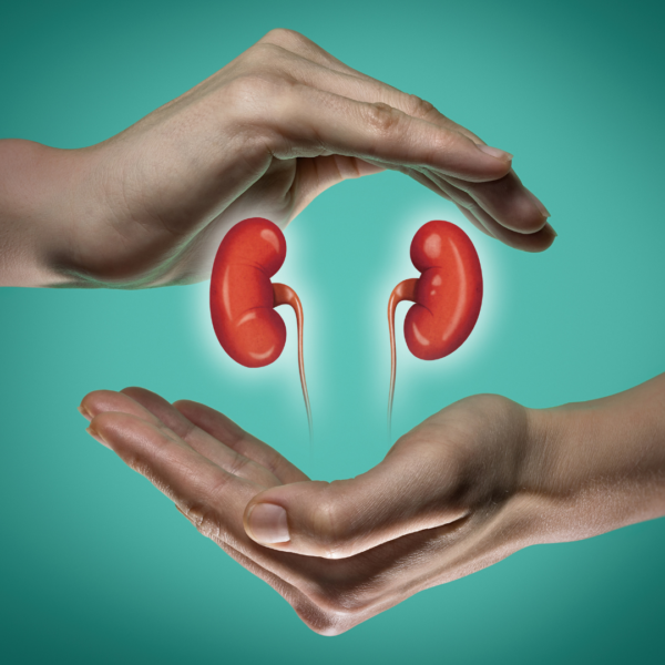 Two hands gently cupping and protecting an illustrated pair of human kidneys on a teal background, symbolizing kidney health and protection.