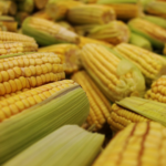 pile of yellow corn