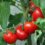 Fresh juicy tomatoes