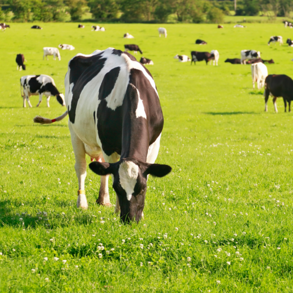 Cow Grazing on Pasture