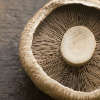 Detailed close-up of a portobello mushroom cap, highlighting the gills and texture.