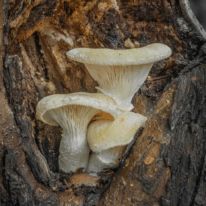 Oyster mushrooms growing on a tree, a natural source of nutrients that support immune and mental health.