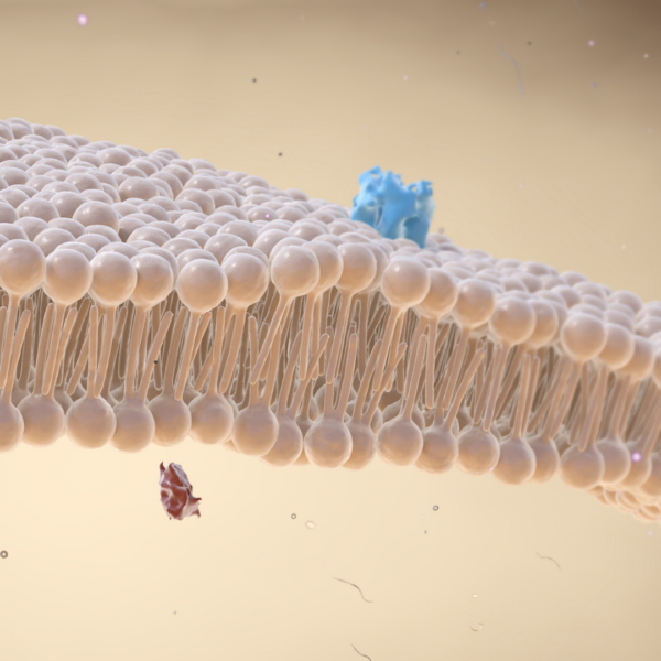 lipids