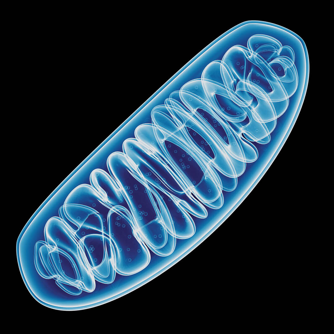 IV-Process-Mitochondria